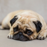 Ansiedade de Separação em Cães: Como Identificar e o Que Fazer