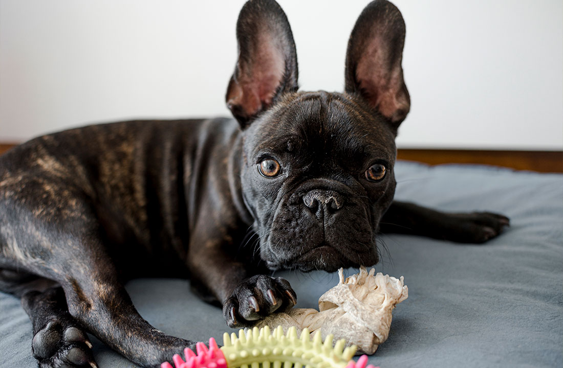 Cães sentem ciúmes? Estudo revela o que se passa na mente dos pets