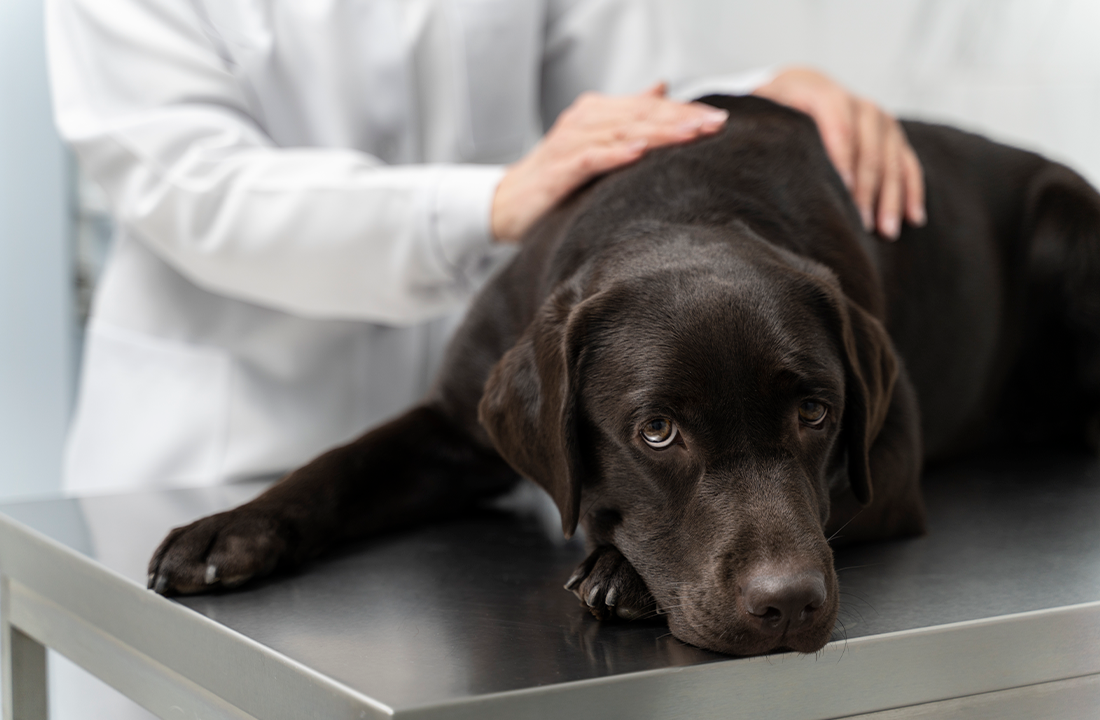 Virose canina: saiba como proteger seu pet do novo surto no Brasil