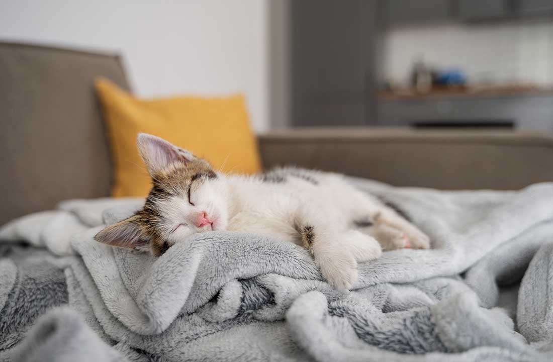 Cães e gatos no inverno: como protegê-los do frio? 