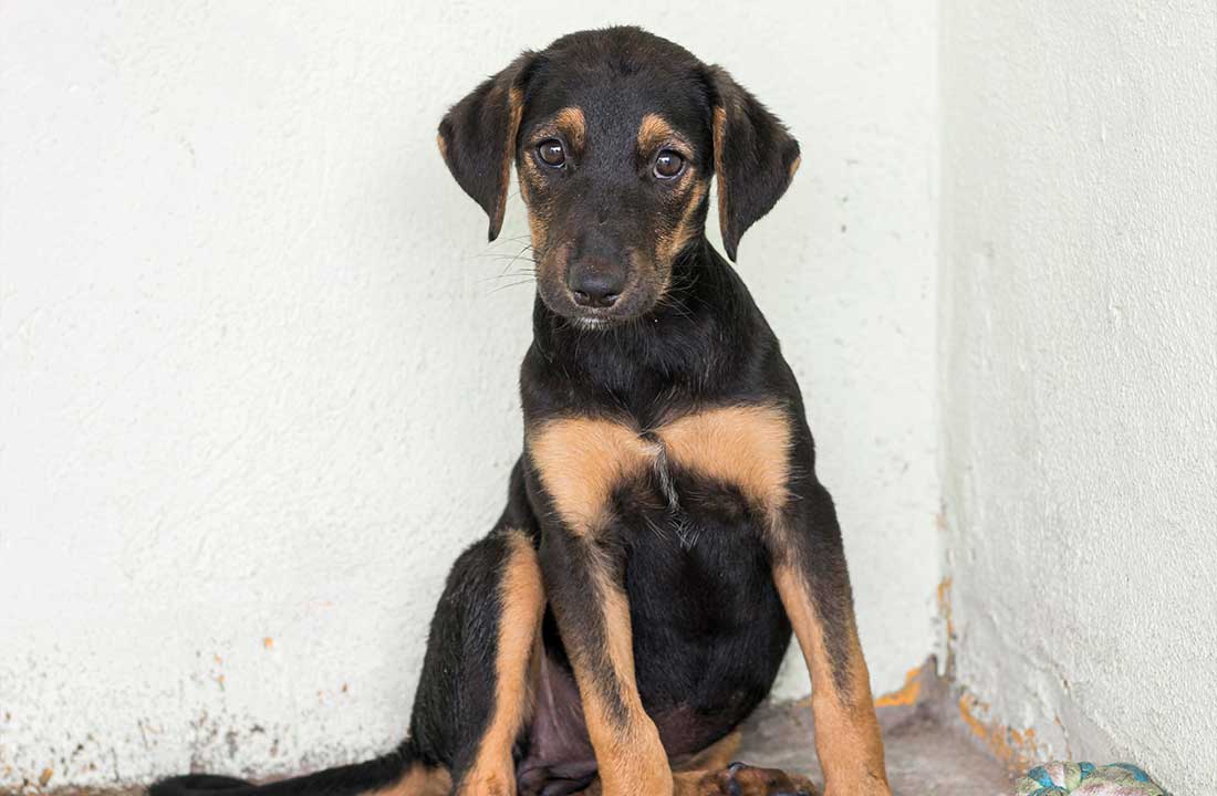 O que fazer ao encontrar um animal perdido ou abandonado?