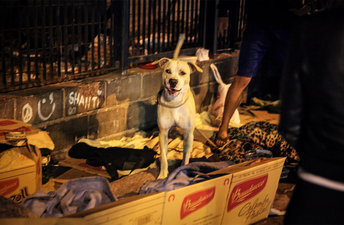 Pets em situação de rua no inverno: o frio também machuca quem late e mia
